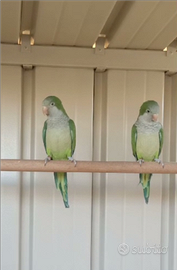 Coppie di parrocchetto monaco