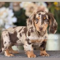 Top bassotto arlecchino standard pelo lungo