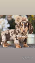 Top bassotto arlecchino standard pelo lungo