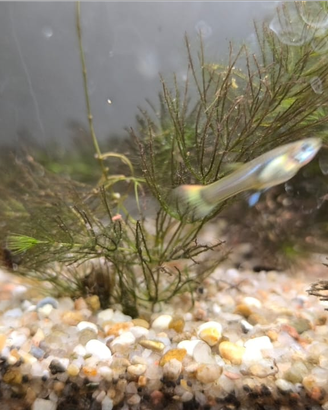 Guppy