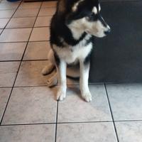 Alasky malamute