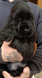 Cocker spaniel inglese enci