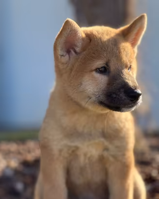 Cuccioli di shiba inu