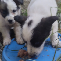 Cuccioli stupendi