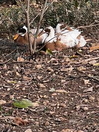 Anatre corritrici indiane