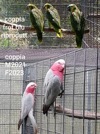 coppie psittacidi 