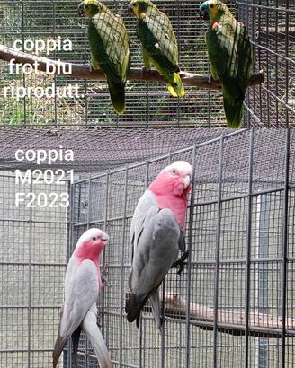 coppie psittacidi 