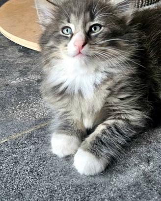 Cucciolo di norvegese delle foreste