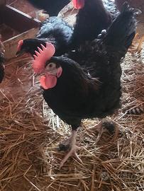 Galline ornamentali