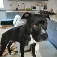 Amstaff