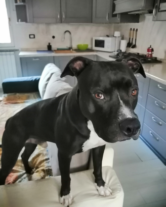 Amstaff