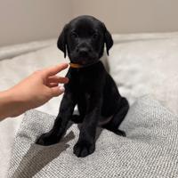 Cuccioli maschi di Labrador Retriever