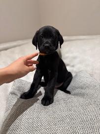 Cuccioli maschi di Labrador Retriever