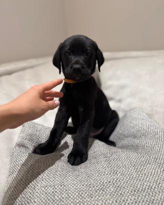 Cuccioli maschi di Labrador Retriever