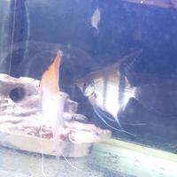 Scalari, Gourami, Squaletto