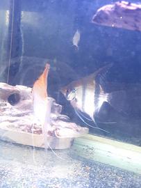 Scalari, Gourami, Squaletto