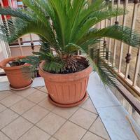 Cycas femmina con figli intorno