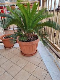 Cycas femmina con figli intorno