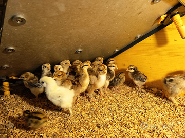 Pulcini legbar moroseta cemani brhama