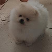 Spitz di pomerania Mini con Pedigree Enci