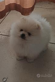 Spitz di pomerania Mini con Pedigree Enci