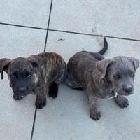 Cuccioli cane corso