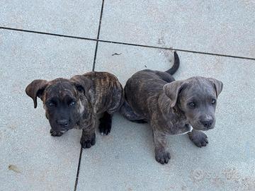 Cuccioli cane corso