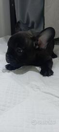 French bulldog