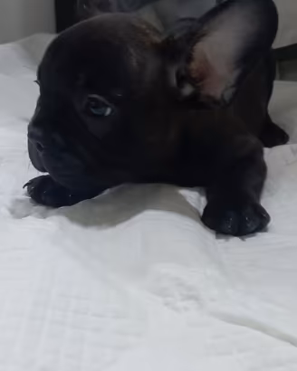 French bulldog