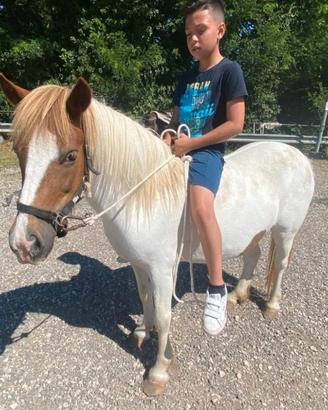 Pony