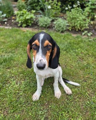Cucciolone di Beagle
