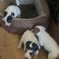 Cucciola jack russell terrier