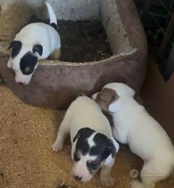 Cucciola jack russell terrier