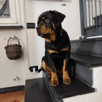 Cucciola rottweiler