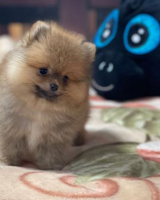 Cuccioli Spitz nano Pomerania