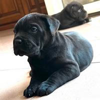 Cuccioli cane corso con pedigree enci