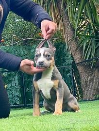 American pitbull terrier ukc pedigree