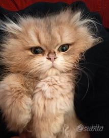 British Longhair