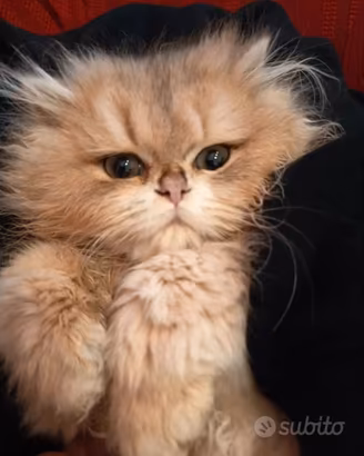 British Longhair