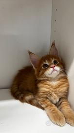 Maine coon