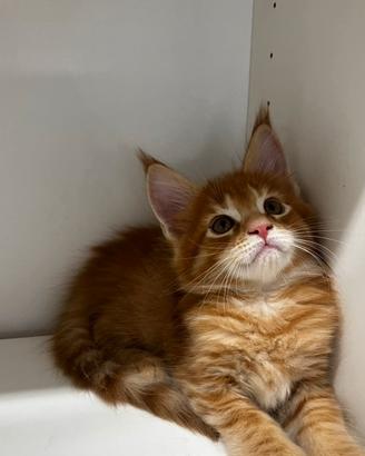 Maine coon