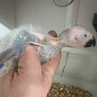 Pullo di cenerino pappagallo parlante