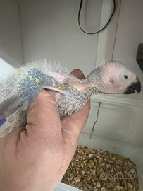 Pullo di cenerino pappagallo parlante