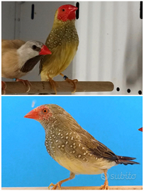 Coppia diamanti codarossa