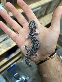 Geco Leopardino