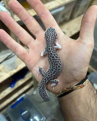 Geco Leopardino