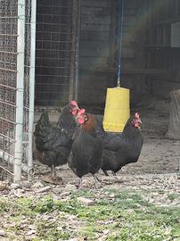 Marans