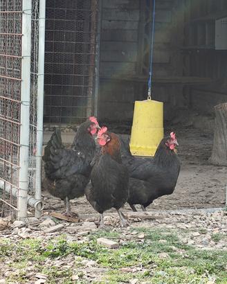 Marans