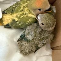 Inseparabili allevati a mano