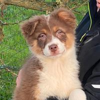 Pastore Australiano/Australian Shepherd